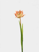 Faux double tulip stem 70 cm in apricot