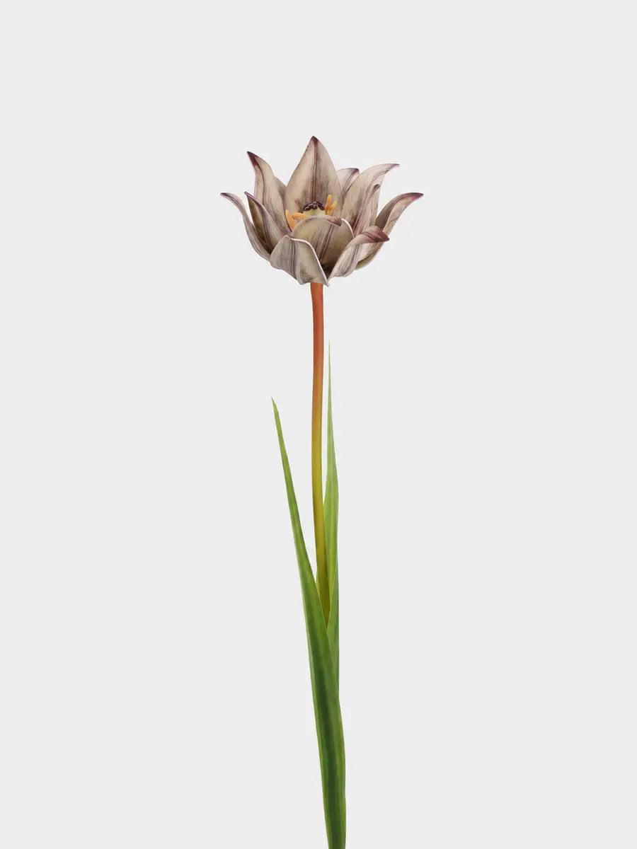 Faux double tulip stem 70 cm in warm taupe