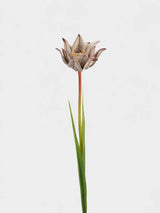 Faux double tulip stem 70 cm in warm taupe