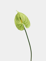 Faux anthurium green main – 60 cm