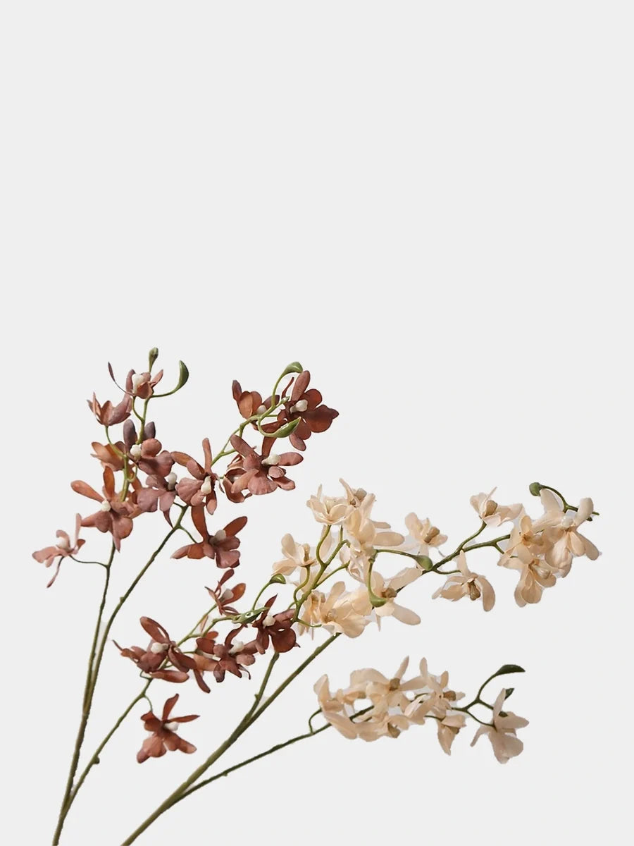 Autumn butterfly orchid stems in mixed colours