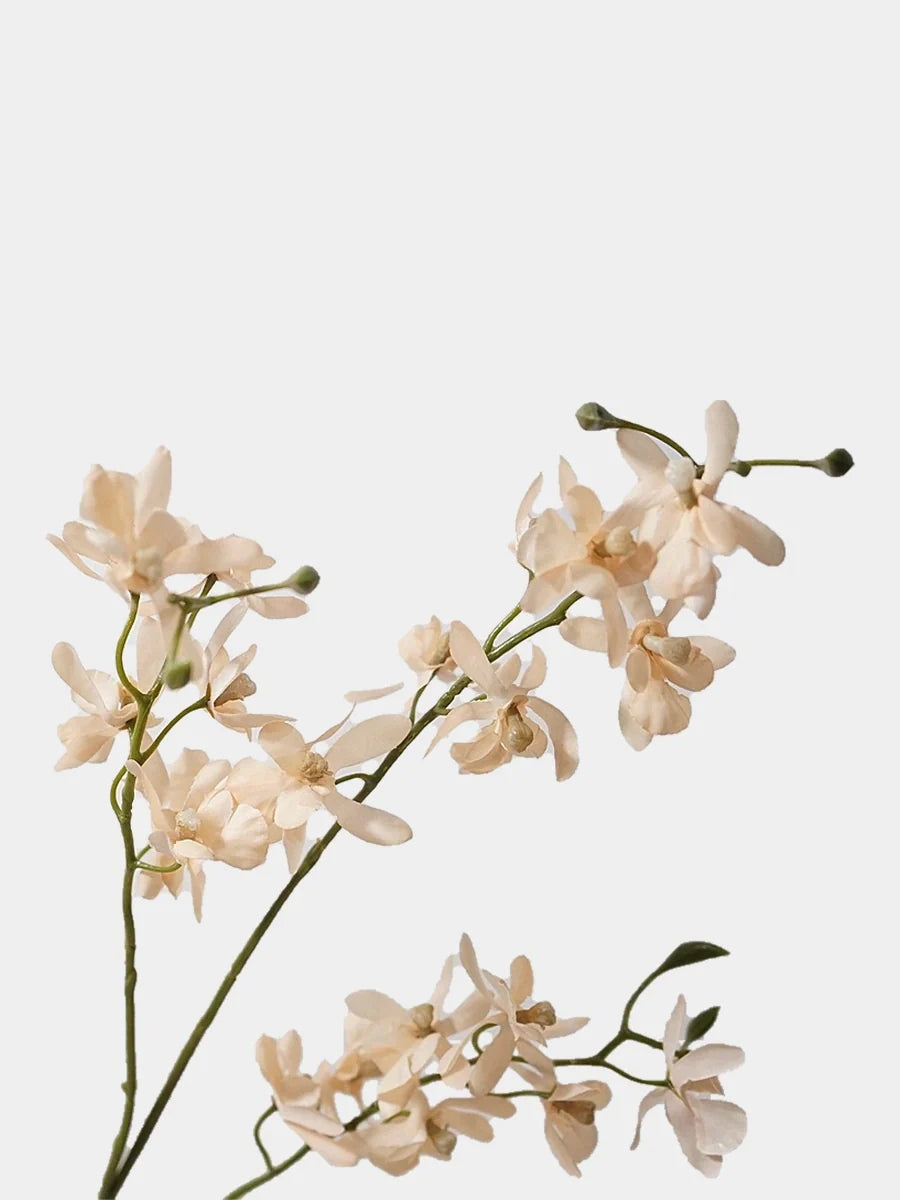 Champagne faux autumn butterfly orchid flower detail