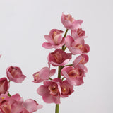 Pink faux cymbidium orchid flower detail