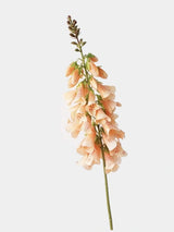 Peach faux foxglove flower stem on #EFEFEF background