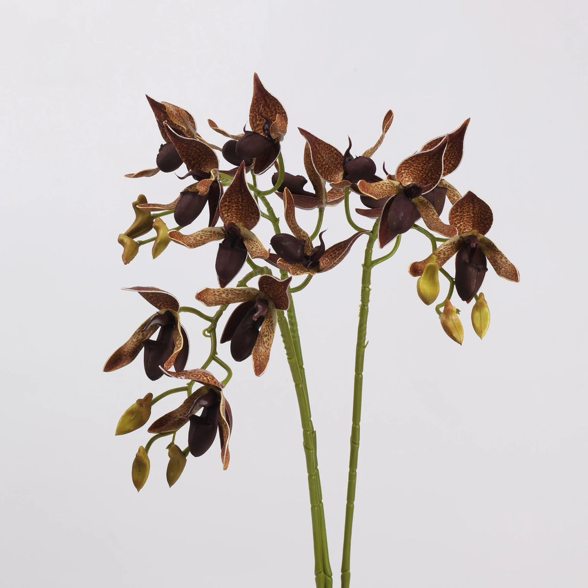 Brown speckled faux Paphiopedilum orchid stems