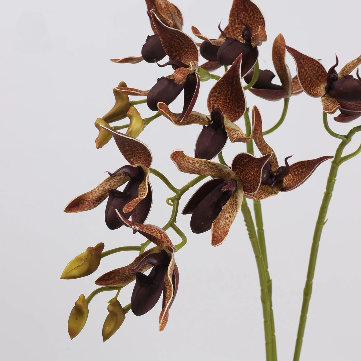 Brown speckled faux Paphiopedilum orchid flower detail