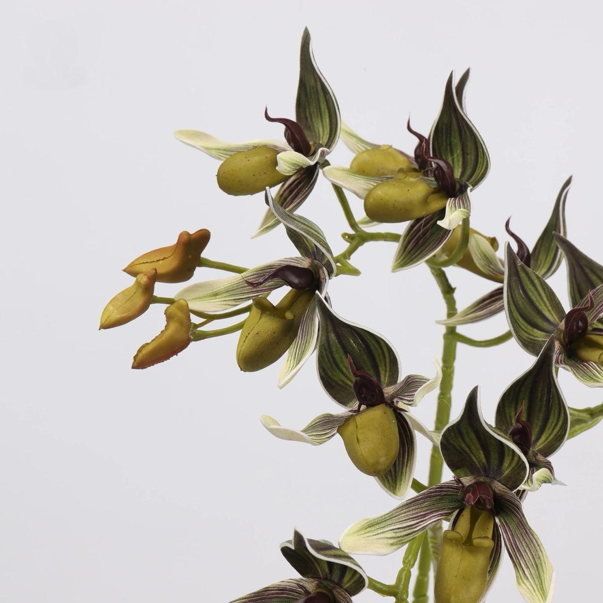 Green striped faux Paphiopedilum orchid flower detail
