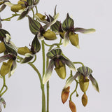 Green faux Paphiopedilum orchid flower detail