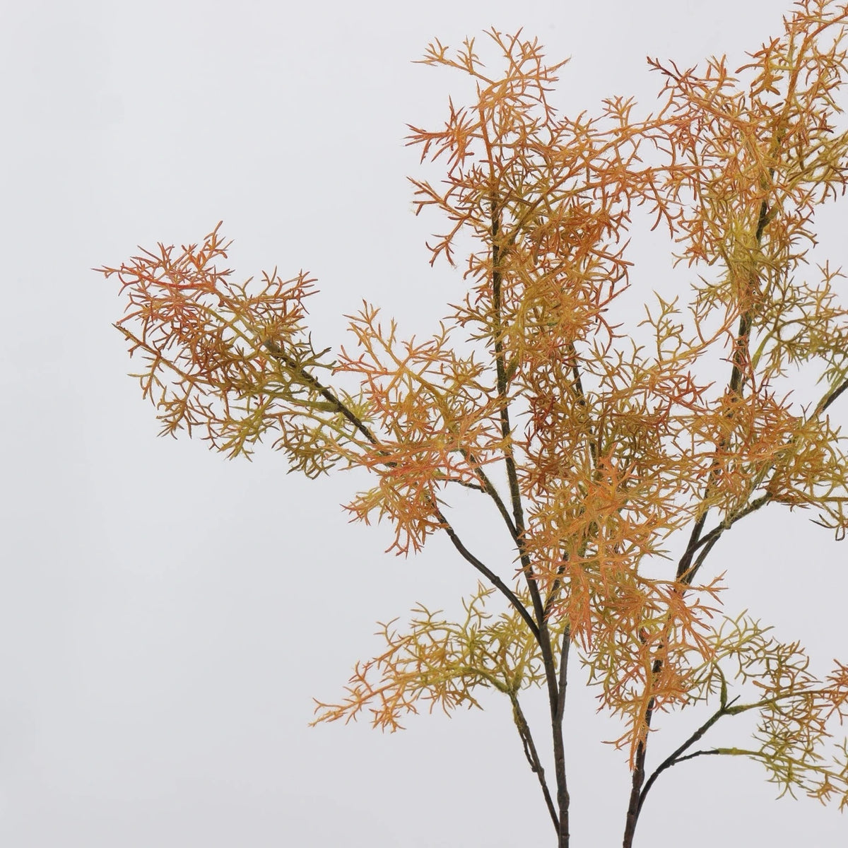 Autumn orange faux smoke bush foliage detail