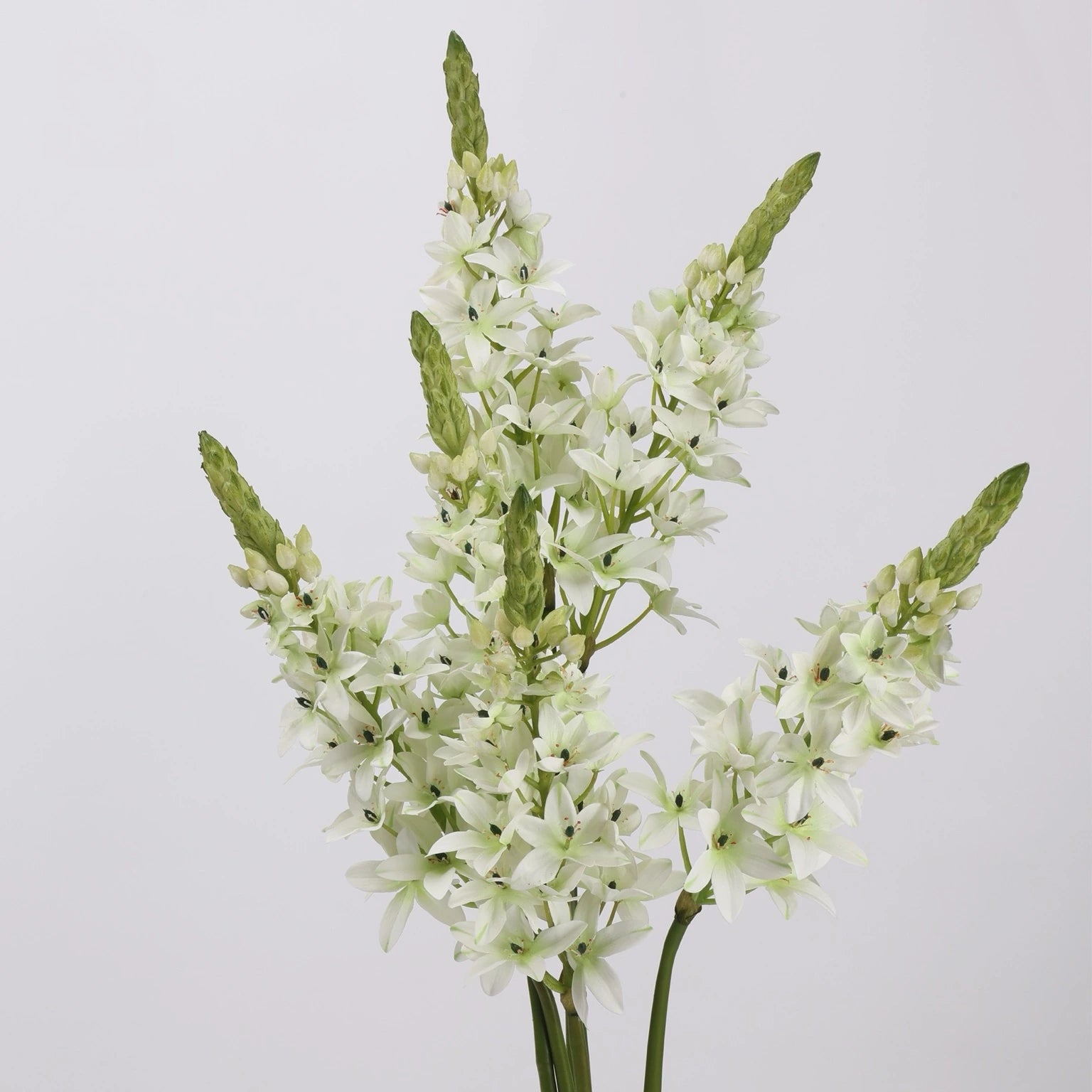 Orange faux velvet ornithogalum stems
