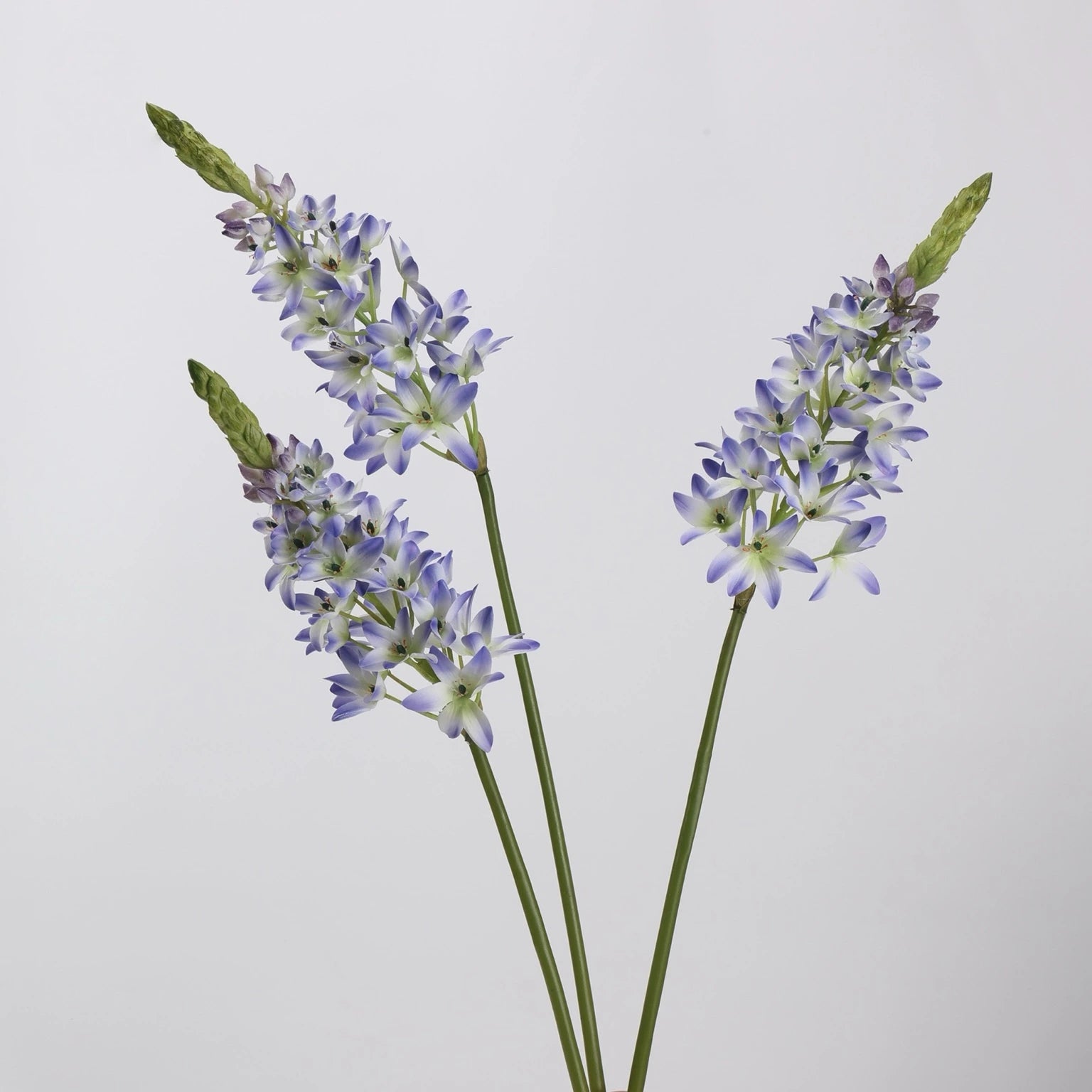 White faux velvet ornithogalum flower spike close-up