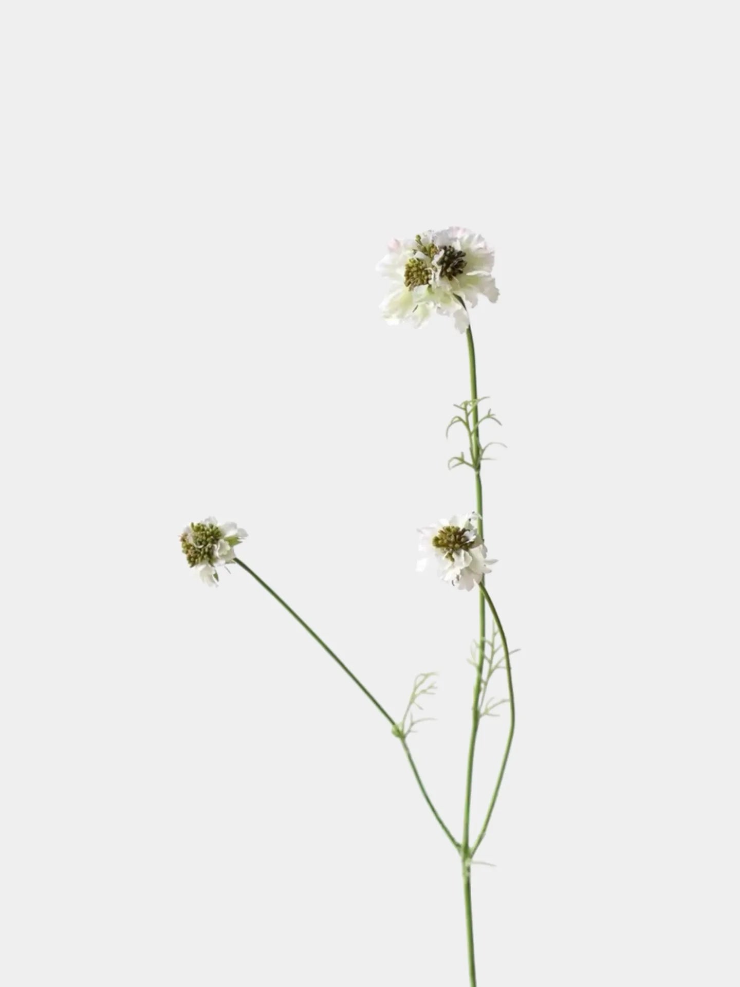 Faux Scabiosa Stem