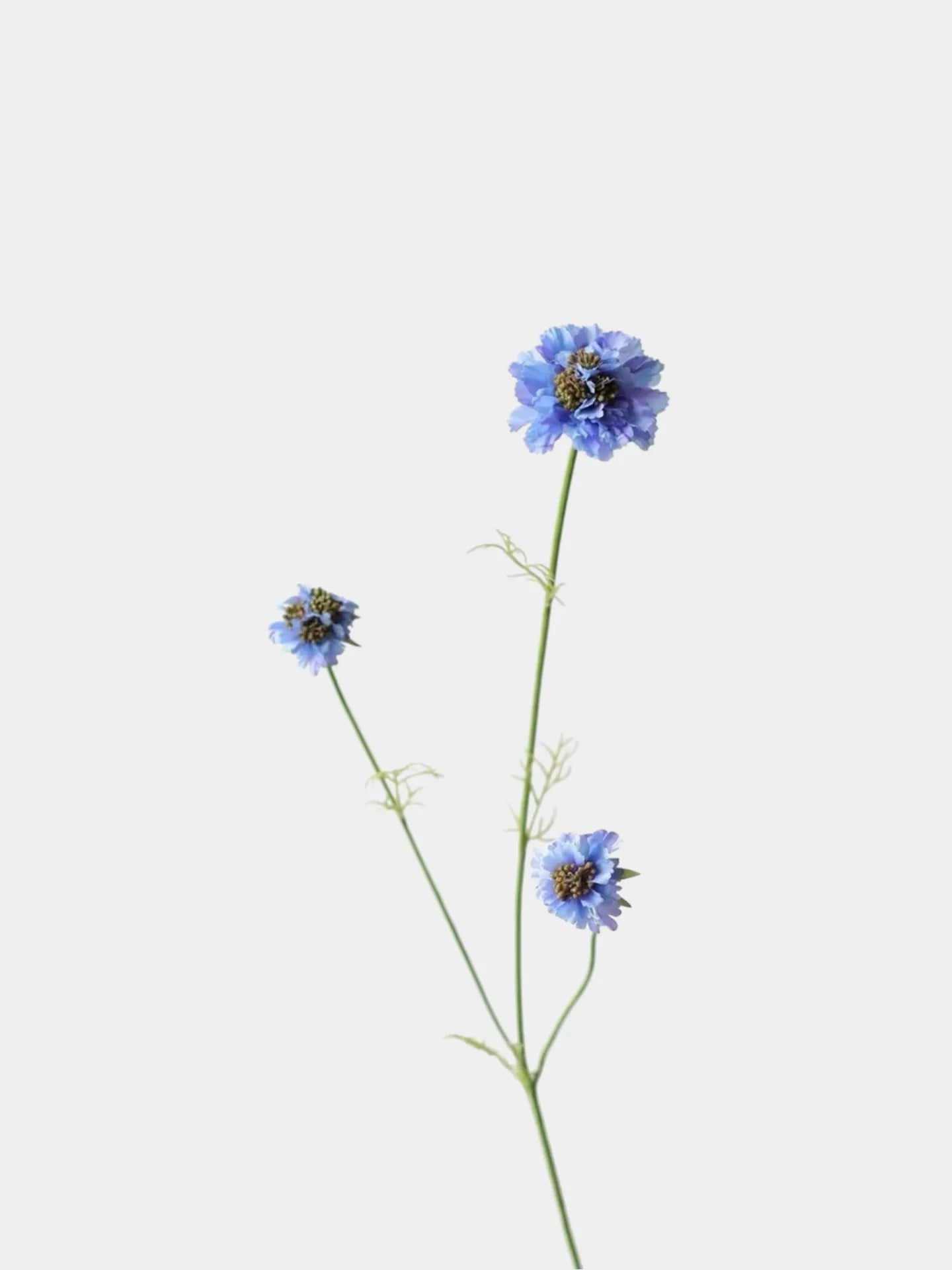 Faux Scabiosa Stem