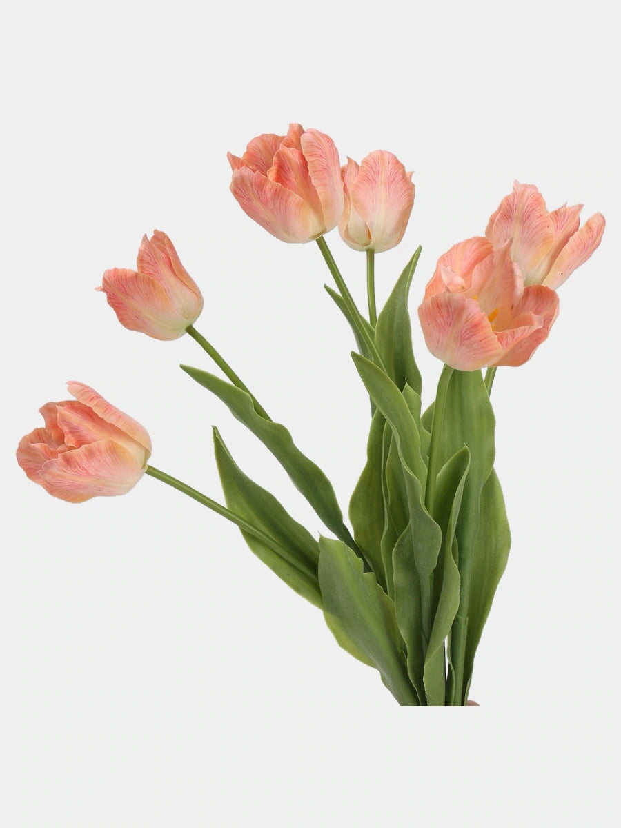 Close-up of Apricot large Real Touch Armani tulip blooms and green leaves