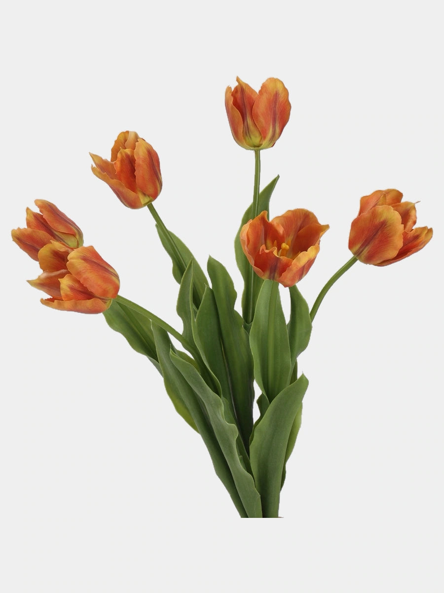 Close-up of Orange large Real Touch Armani tulip blooms and green leaves