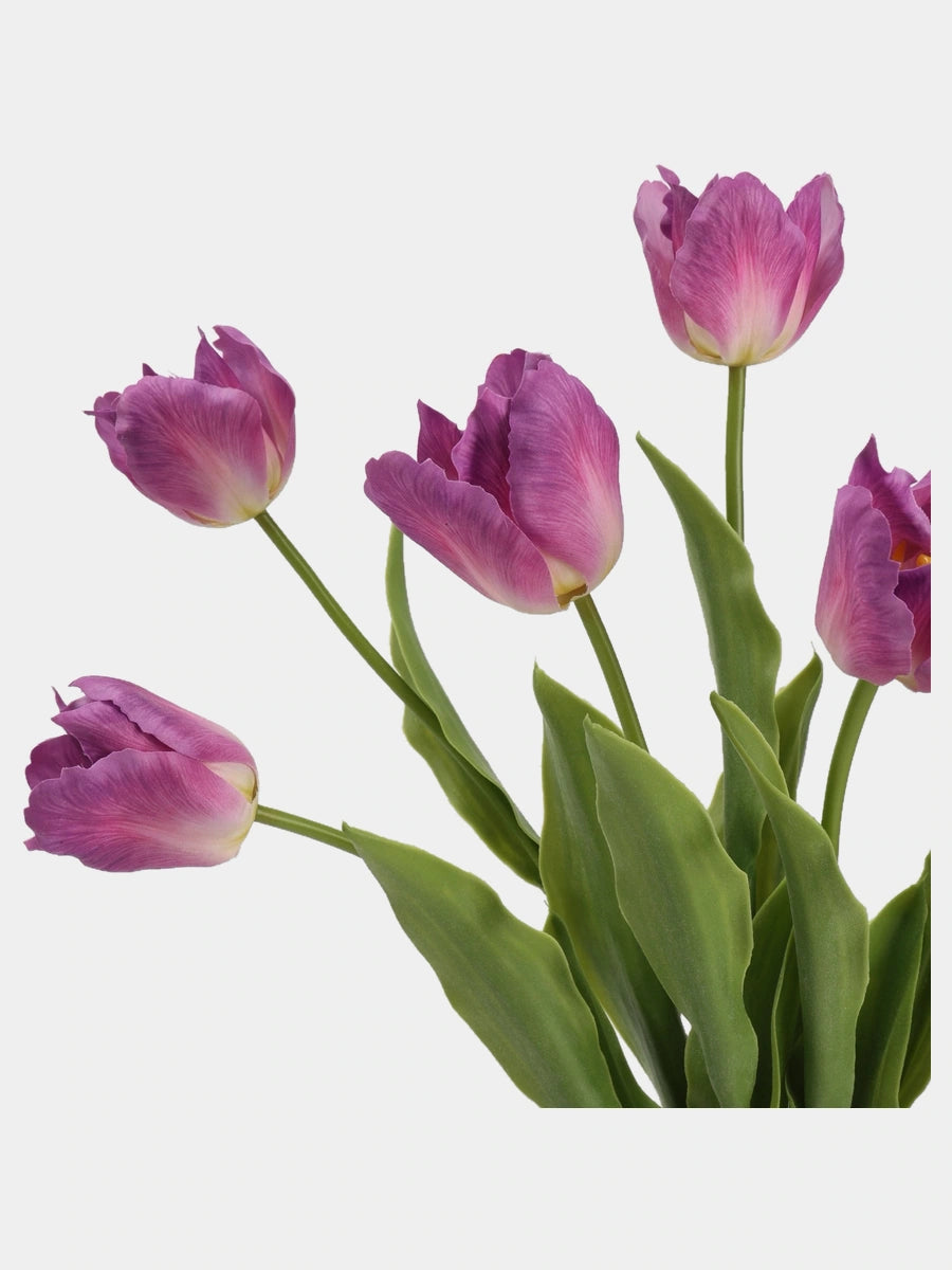 Close-up of Purple large Real Touch Armani tulip blooms and green leaves