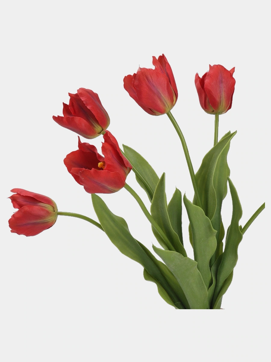 Close-up of Red large Real Touch Armani tulip blooms and green leaves