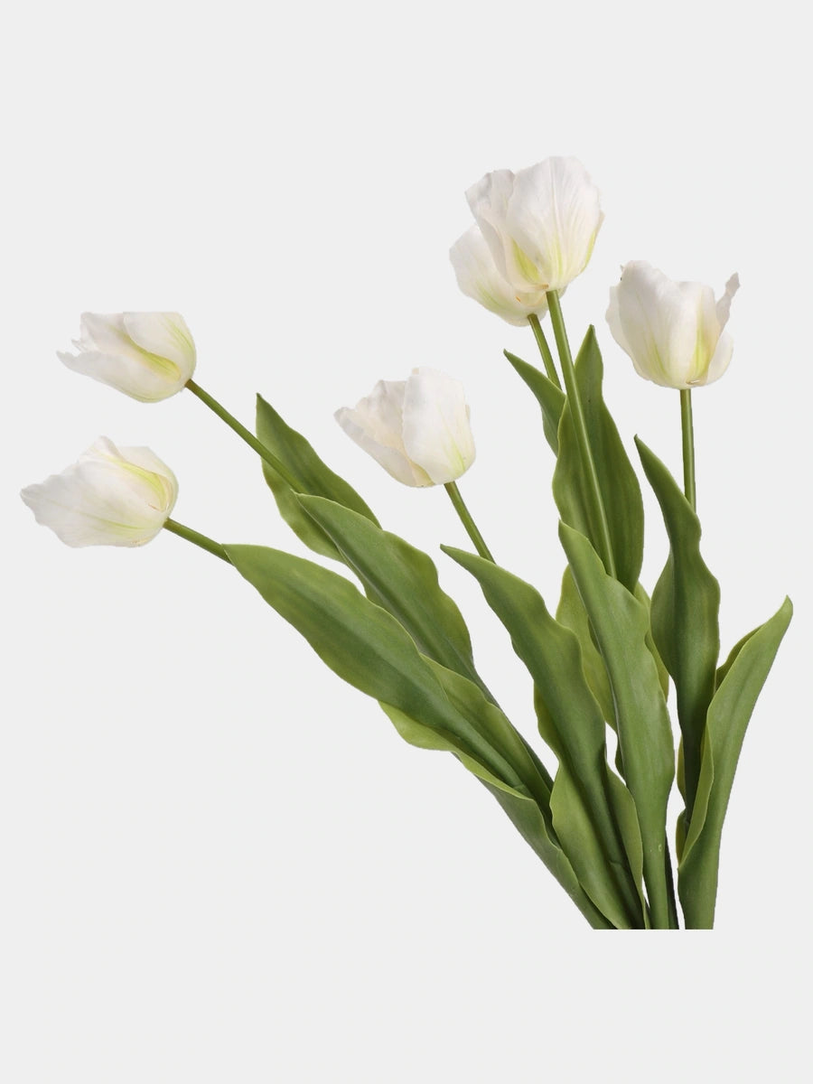 Close-up of White large Real Touch Armani tulip blooms and green leaves