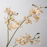 Champagne faux autumn butterfly orchid flower detail