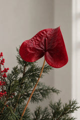 Close-up of the deep red anthurium in the Noël bouquet
