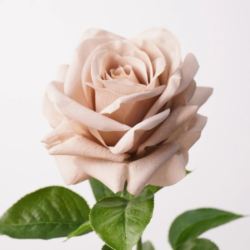 Mocha Real Touch Ocean Song artificial rose close-up