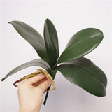 phalaenopsis 5 leaves 28cm natural background
