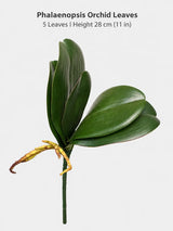 phalaenopsis 5 leaves 28cm