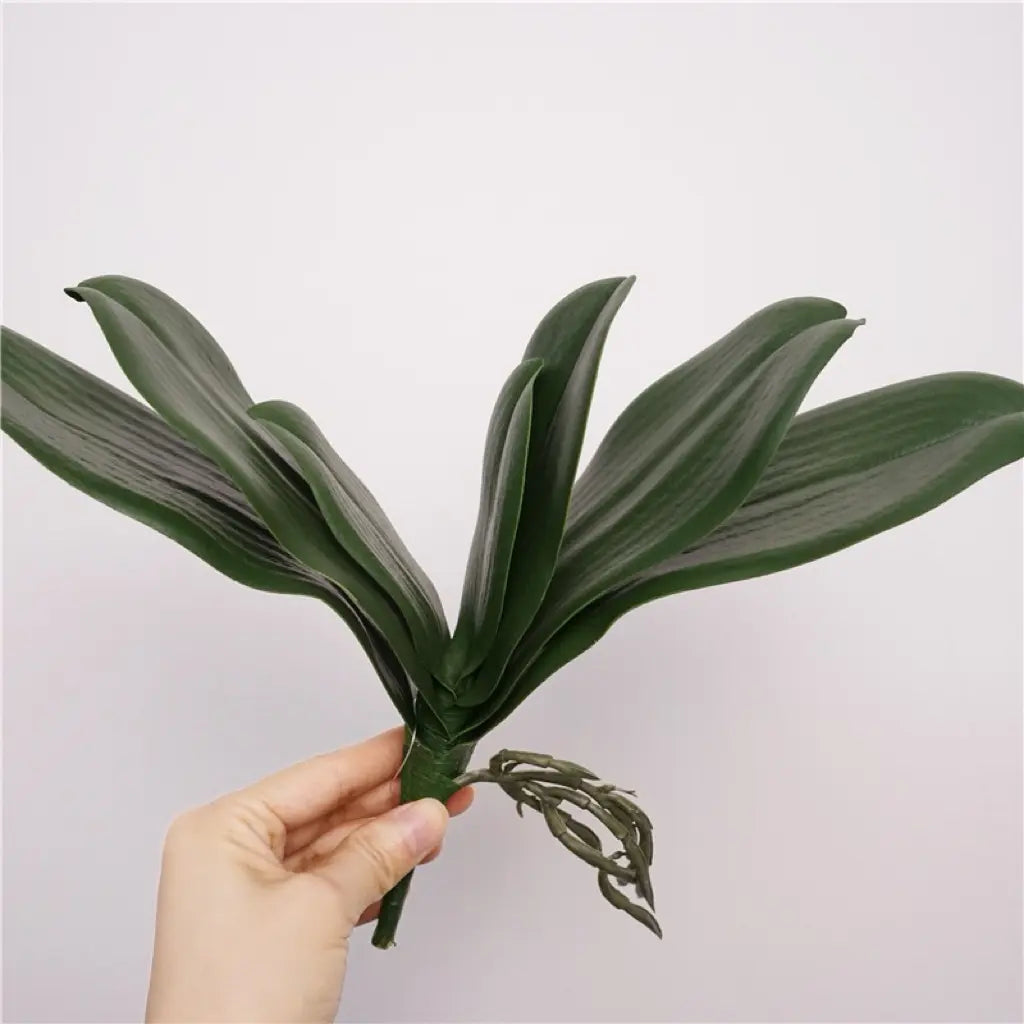 phalaenopsis 7 leaves 34cm natural background