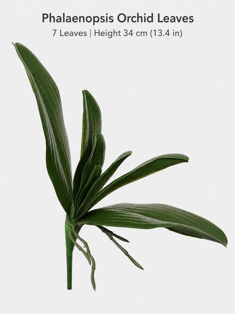 phalaenopsis 7 leaves 34cm
