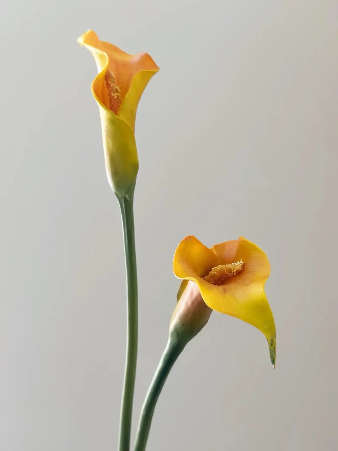 Orange-yellow Real Touch calla lily detail-2