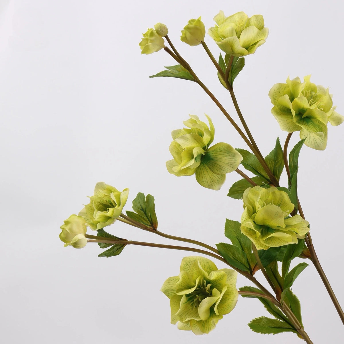 Real Touch double hellebore green flower detail
