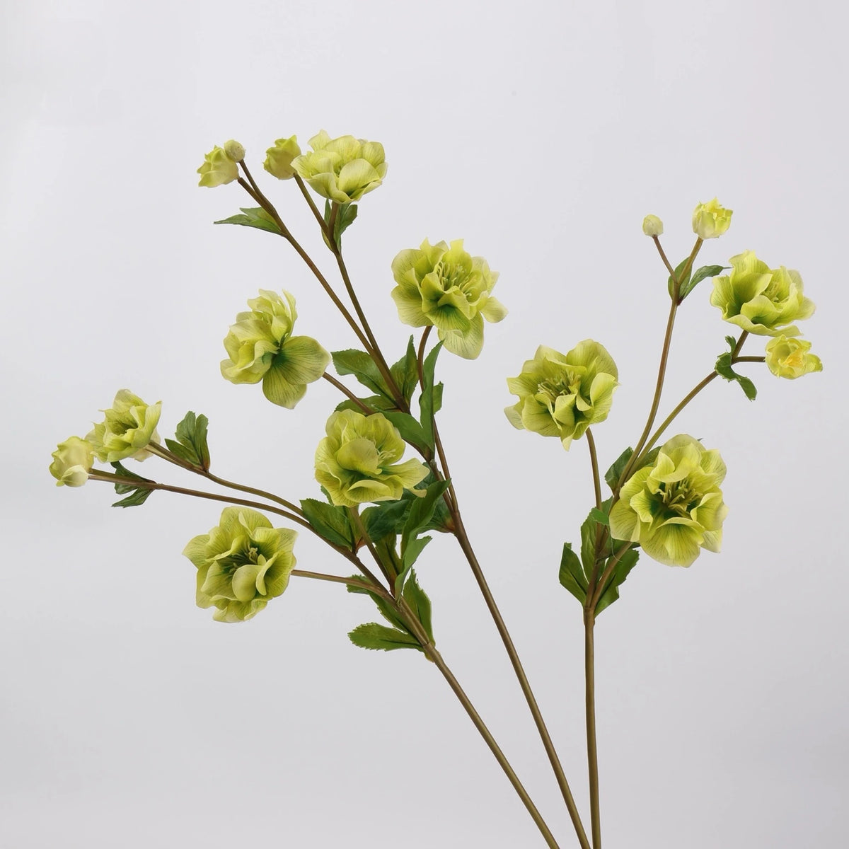 Real Touch double hellebore green flower stems