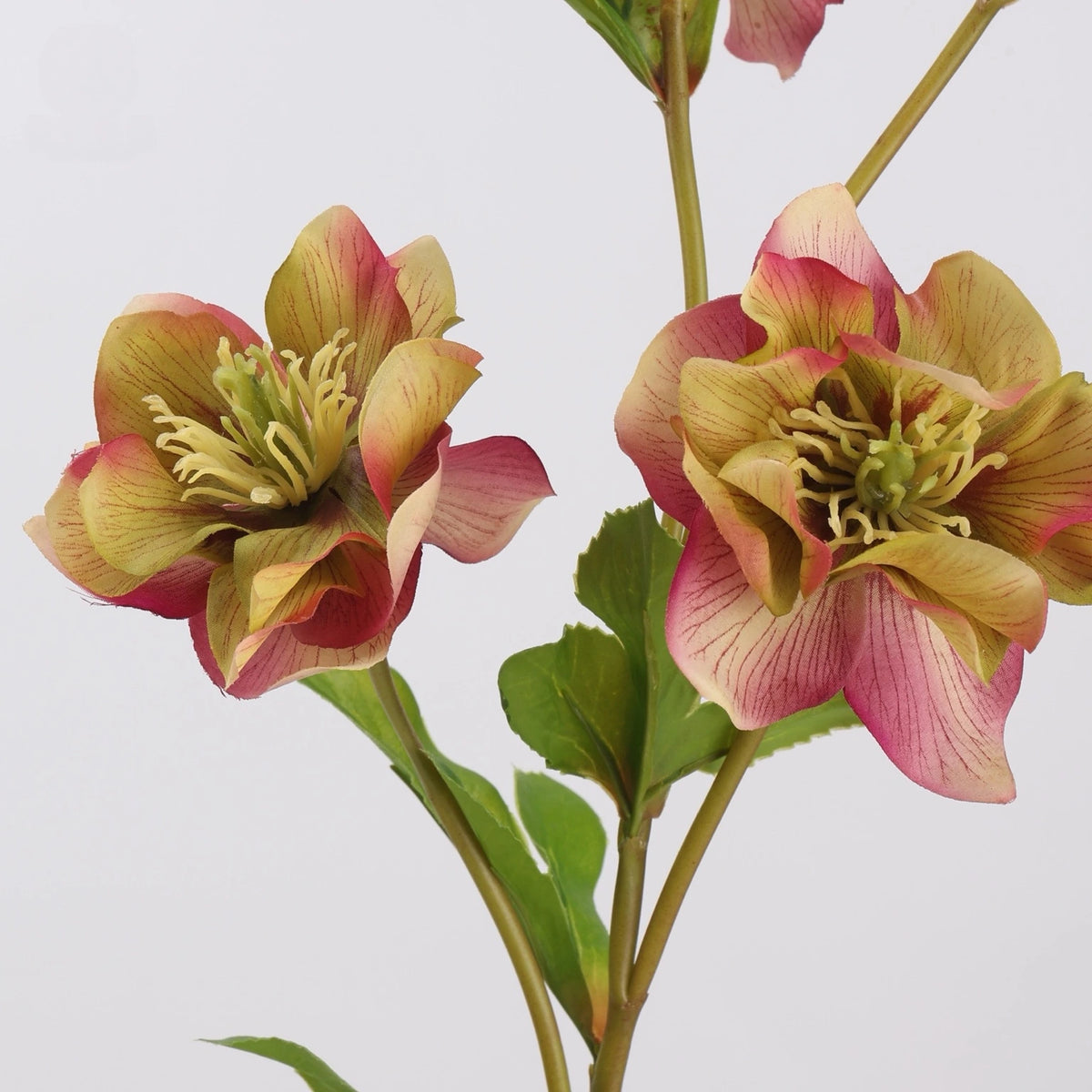 Real Touch double hellebore pink green flower detail