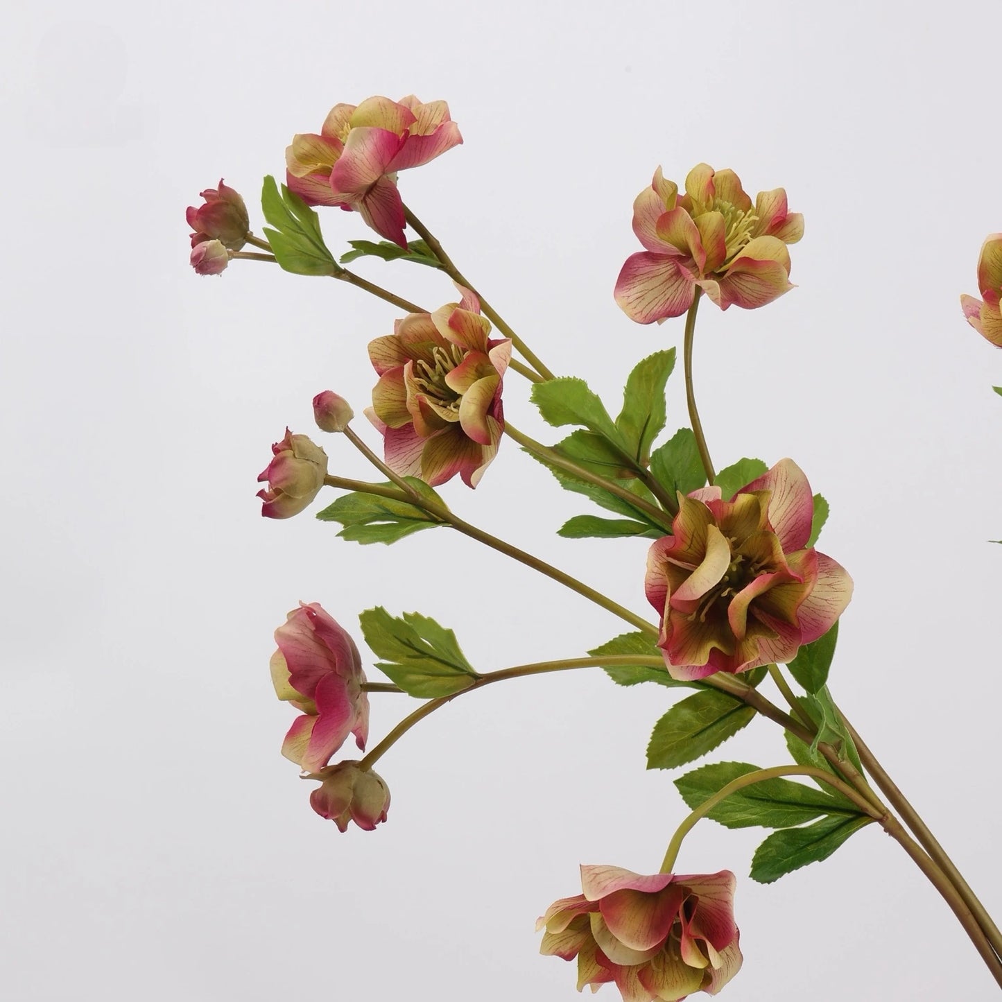 Real Touch double hellebore pink green flower stems