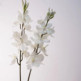 Creamy white Mokara orchid pair