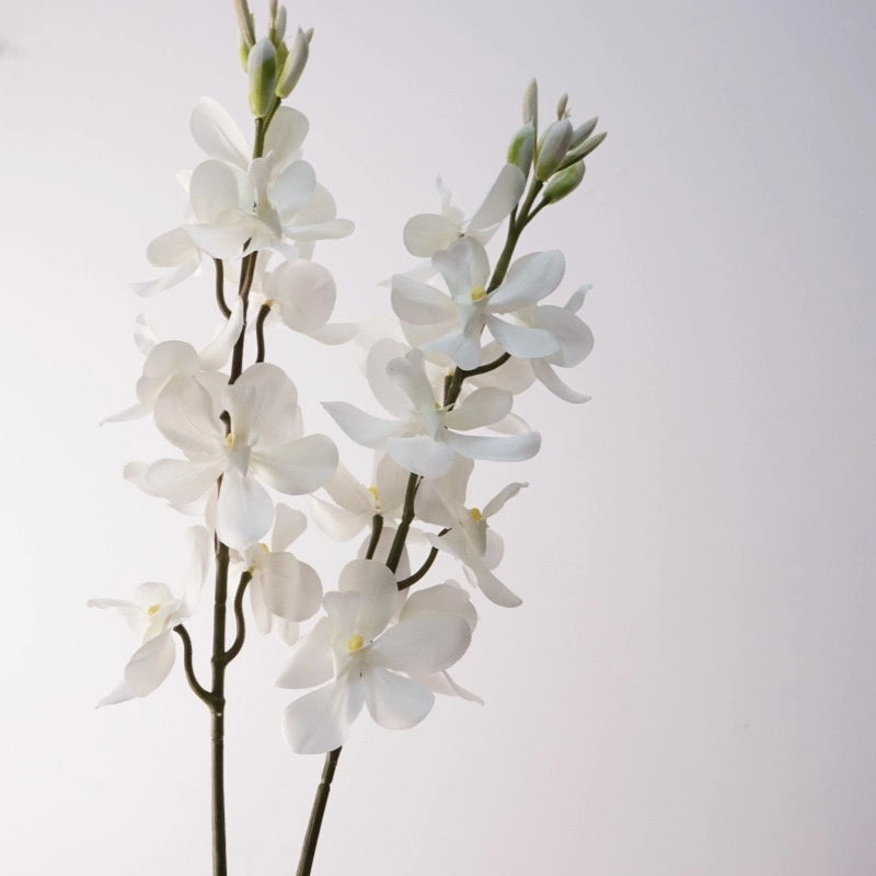 Creamy white Mokara orchid pair