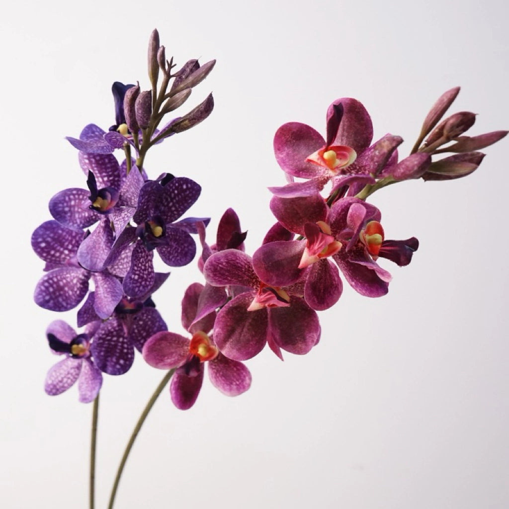 Plum and purple spotted Mokara orchids together