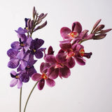 Plum and purple spotted Mokara orchids together