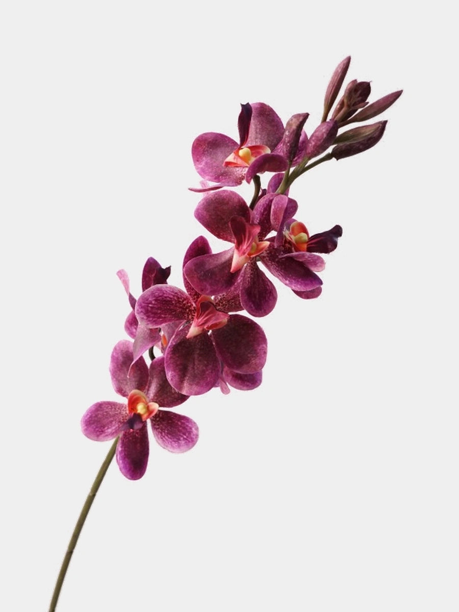 Plum Real Touch Mokara orchid single stem