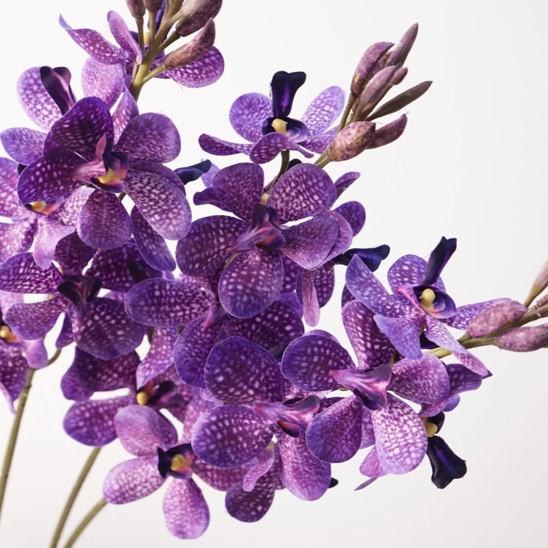 Purple spotted Mokara orchid bloom detail