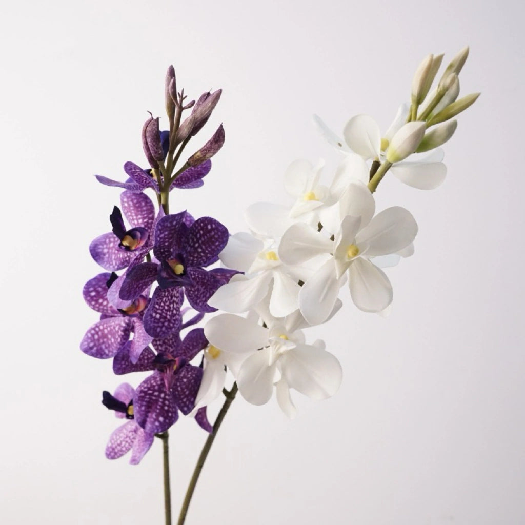 Purple spotted and creamy white Mokara orchids together