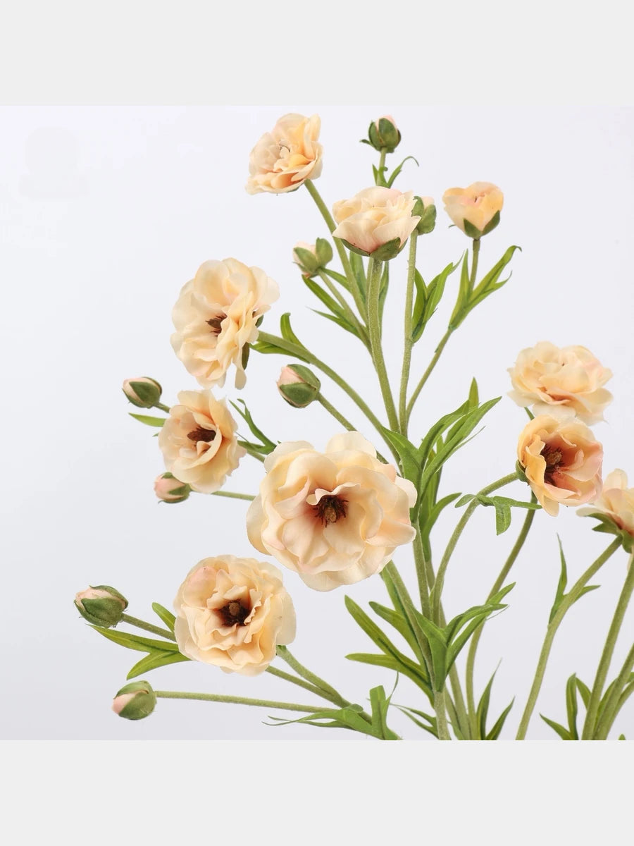 Cream ranunculus flower detail