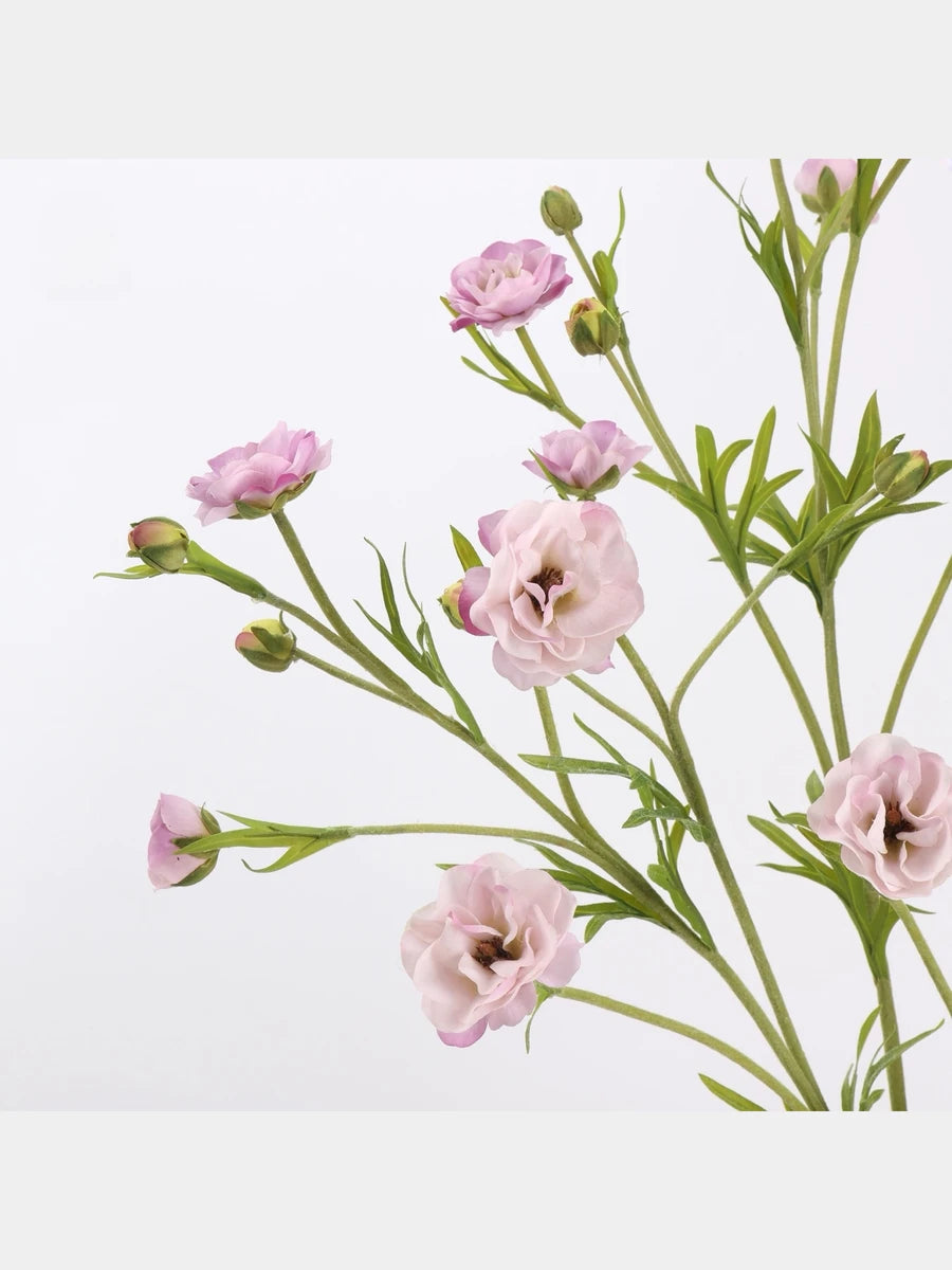 Pink ranunculus flower detail