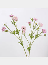 Pink real touch ranunculus flower stem