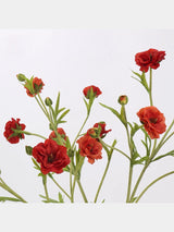 Red ranunculus flower detail
