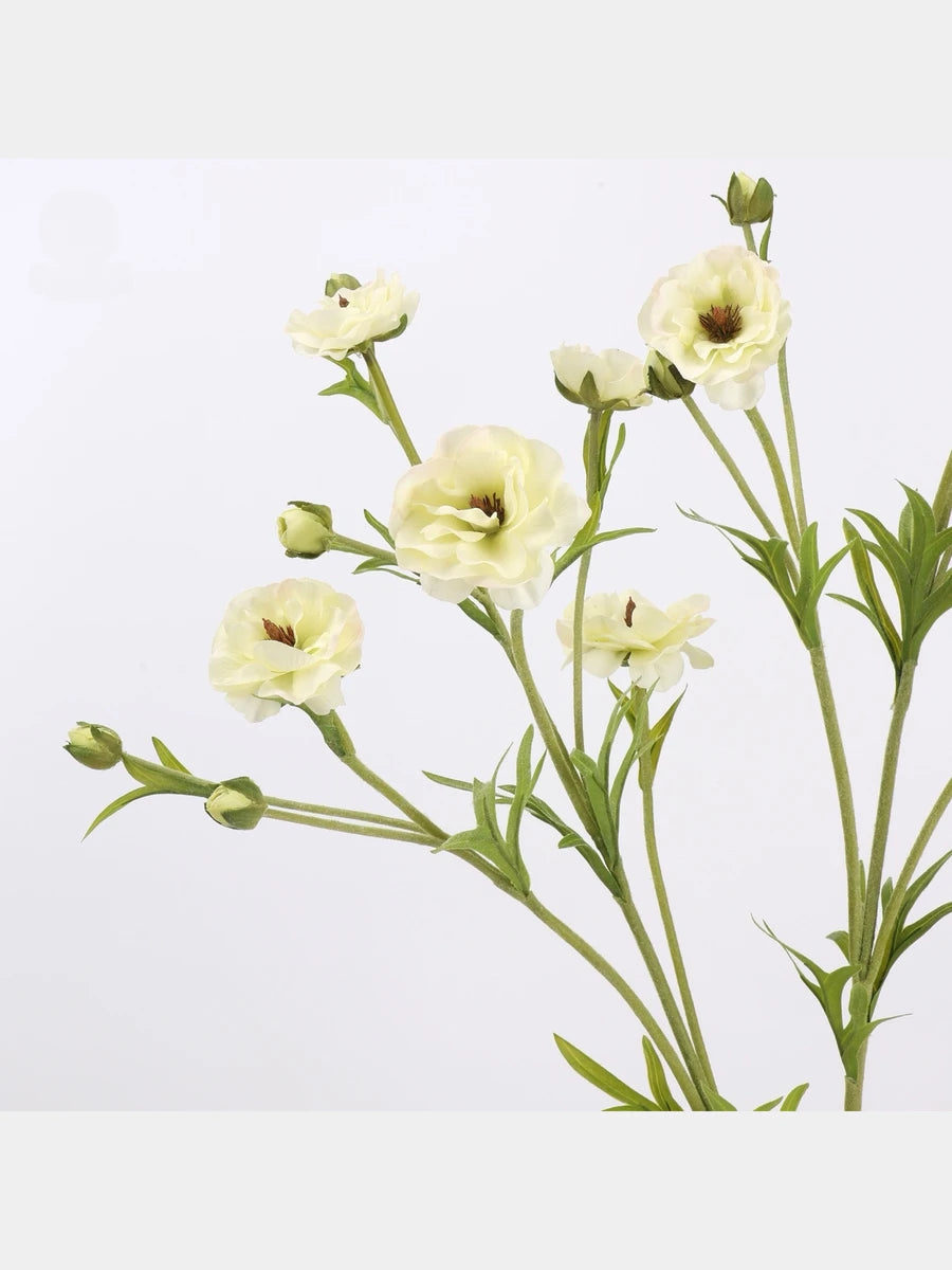 White ranunculus flower detail