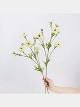 White real touch ranunculus flower stem