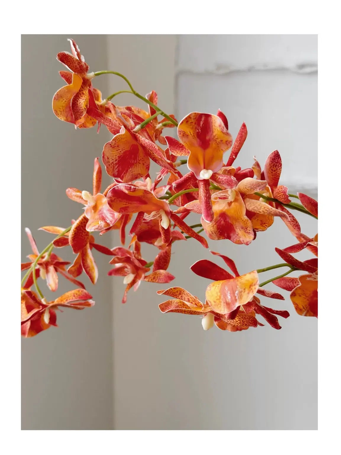 Faux spider orchid orange closeup