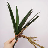 vanda 7 leaves 30cm natural background