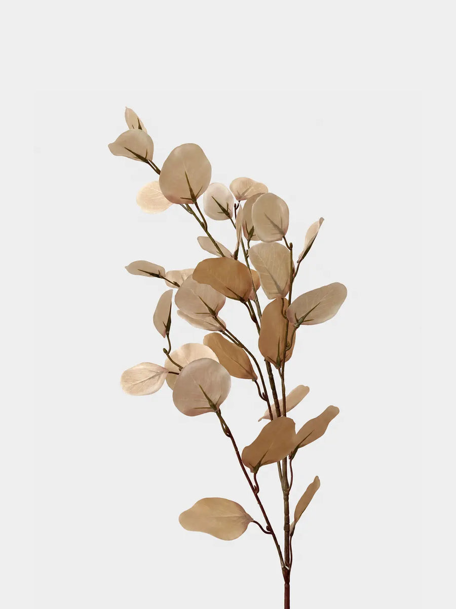 Champagne vintage eucalyptus stem 88 cm, reduced 85 percent framing